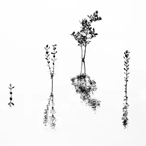 Quang Ninh Province Prints: Plants in water with reflections, Quang Ninh Province, Vietnam, Southeast Asia