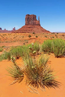 Images Dated 21st September 2023: Plants against West Mitten Butte in Monument Valley Tribal Park, Navajo County, Arizona, USA