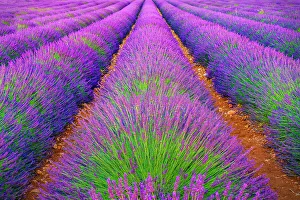 Valensole Prints: Plateau de Valensole, Lavender Fields, Provence, Alpes Cotes d'Azur, France