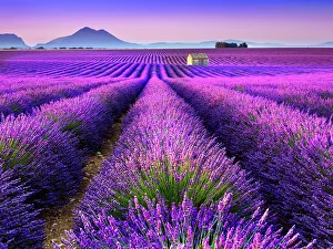 Plateau de Valensole, Lavender Fields, sunrise Provence, Alpes de Haute Provence, France