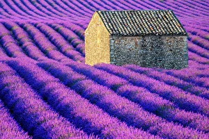 Plateau de Valensole, Lavender Fields, Provence, Alpes de Haute Provence, France