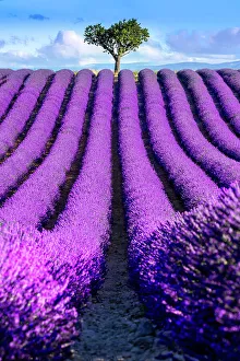 Provence Prints: Plateau de Valensole, Lavender Fields, Provence, Alpes de Haute Provence, France