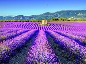 Provence Prints: Plateau de Valensole, Lavender Fields, Provence, Alpes de Haute Provence, France