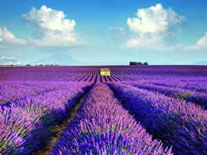 Provence Prints: Plateau de Valensole, Lavender Fields, Provence, Alpes de Haute Provence, France