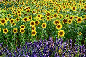 Valensole Prints: Plateau de Valensole, Lavender and sunflower Fields
