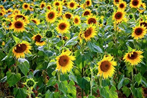 Valensole Prints: Plateau de Valensole, Sunflower Fields, Provence, Alpes Cotes d'Azur, France
