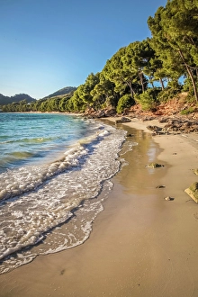 Pines Prints: Platja de Formentor beach, Mallorca, Balearic Islands, Spain