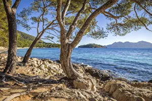 Pines Prints: Platja de Formentor beach, Mallorca, Spain