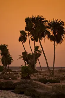 Windy Prints: Playa del Carmen, Mexico. A sunset shot of palm trees swaying in the breeze