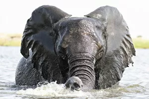 African Elephant Gallery: Playful Elephant, Chobe River, Chobe National Park, Botswana