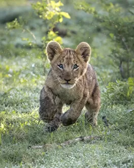 Family Collection: Playful Lion cub, Okavango Delta, Botswana