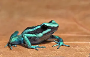 Captive Bred Prints: Pleasing Poison Frog (Ameerega bassleri) - captive bred