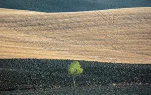 Val Dorcia Prints: Ploughed fields and single tree in late summer, Val d'Orcia, Tuscany, Italy