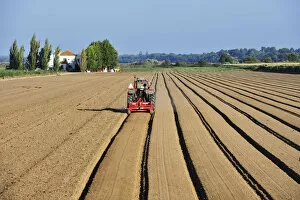 Images Dated 13th October 2011: Plowing the agricultural fields. Salvaterra de Magos, Portugal