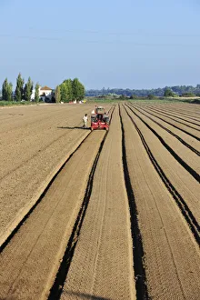 Images Dated 13th October 2011: Plowing the agricultural fields. Salvaterra de Magos, Portugal