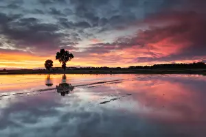 Cultivation Prints: Po Valley, Lombardy, Italy. Sunset on a rice field in Lomellina