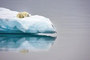 Nunavut Prints: Poalr Bear in iceberg off Ellesmere Island, Nunavut, Canada, Arctic Circle