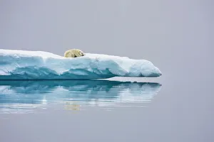 Nunavut Prints: Poalr Bear in iceberg off Ellesmere Island, Nunavut, Canada, Arctic Circle