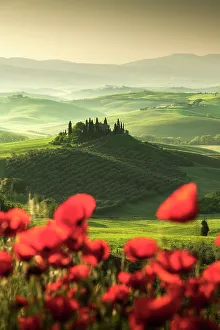 Images Dated 24th January 2023: Podere Belvedere peaking through some poppies on a sunny spring morning. Val d'Orcia, Tuscany