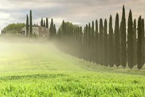 Cypress Trees Prints: Poggio Covili and avenue of cypress trees in mist