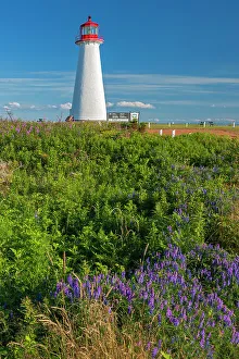 Brae Prints: Point Prim Lighthouse and wildflowers Point Prim, Prince Edward Island, Canada