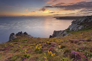 Pointe du Van, Brittany, France. Blooms on Pointe du Van cliffs