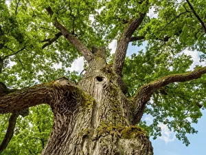 Lubelskie Prints: Poland, Lublin Voivodeship, Gorecko Koscielne, Oak Tree(Quercus robur)