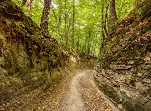 Ravine Prints: Poland, Lublin Voivodeship, Kazimierz Landscape Park, Gorge Korzeniowy Dol