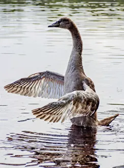 Poland, Lublin Voivodeship, Parczew County, Baby Swan(Cygnus olor) on the coast of
