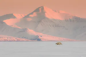 Hunt Prints: Polar bear in Billefjorden, Western Spitsbergen, Svalbard