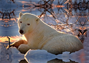 Bear Prints: A polar bear dens down at sunset on the tundra in Churchill, Manitoba, Canada