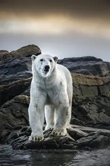 Arctic Ocean Prints: A polar bear depicted from very close distance from a zodiac in Kvitoya Island, in