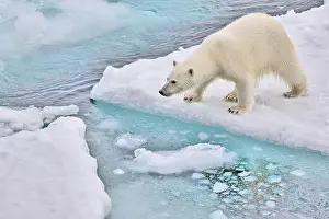 Sea Ice Prints: A polar bear on the ice near Greenland sniffing and looking for its next meal