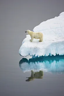 Polar Region Prints: Polar Bear in iceberg off Ellesmere Island, Nunavut, Canada, Arctic Circle