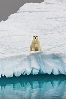 Nunavut Prints: Polar Bear in iceberg off Ellesmere Island, Nunavut, Canada, Arctic Circle