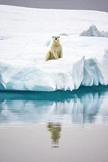 Polar Region Prints: Polar Bear in iceberg off Ellesmere Island, Nunavut, Canada, Arctic Circle