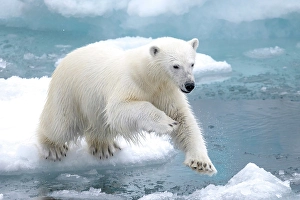 A polar bear jumps the ice near Greenland in the Arctic