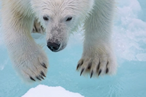 Greenland Prints: A polar bear jumps the ice near Greenland in the Arctic
