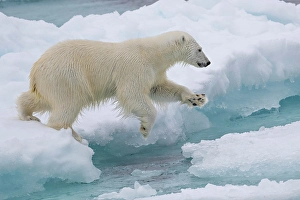 Greenland Prints: A polar bear jumps the ice near Greenland in the Arctic