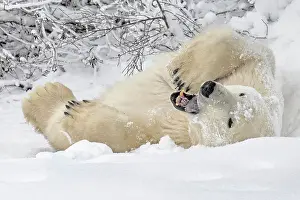 Bear Prints: A polar bear lies on the frozen snow covered tundra in Churchill, Manitoba, Canada