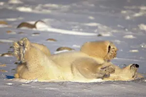 Bear Prints: A polar bear lies on the ground in Churchill, Manitoba, Canada