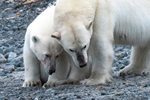Bears Prints: Polar bear mother and cub in Western Spitsbergen, Svalbard, Norway