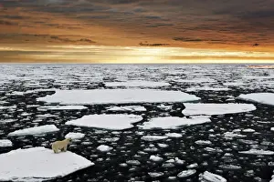 Loneliness Prints: A polar bear rests in the drifting ice floating on the Arctic Ocean, Svalbard, Norway