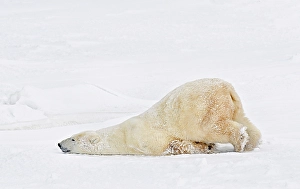 Bear Prints: A polar bear sealing on the frozen snow in Churchill, Manitoba, Canada