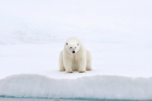 Sea Ice Prints: A polar bear sits on the sea ice near Greenland