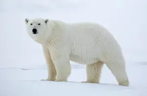 Svalbard Prints: Polar bear in snow, Spitsbergen, Svalbard, Arctic, Norway