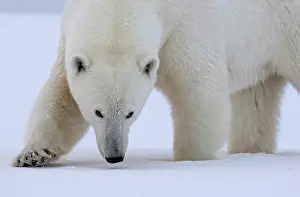 Norway Prints: Polar bear in snow, Spitsbergen, Svalbard, Arctic, Norway