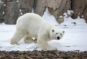 Svalbard Prints: Polar bear in snow, Spitsbergen, Svalbard, Arctic, Norway