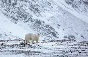 Svalbard Prints: Polar bear in snowy landscape, Spitsbergen, Svalbard, Arctic, Norway