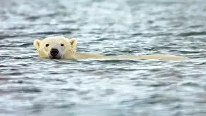 Bear Prints: A polar bear swims while waiting fort the ice to come in - Churchill, Manitoba, Canada